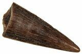 Serrated, Fossil Theropod (Richardoestesia) Tooth - Montana #341017-1